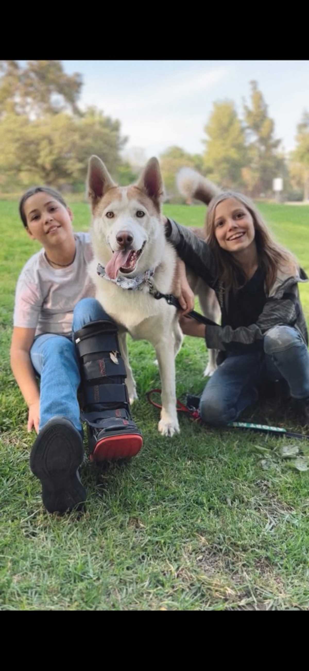 MARSHMELLOW - Alaskan Malamute available for adoption