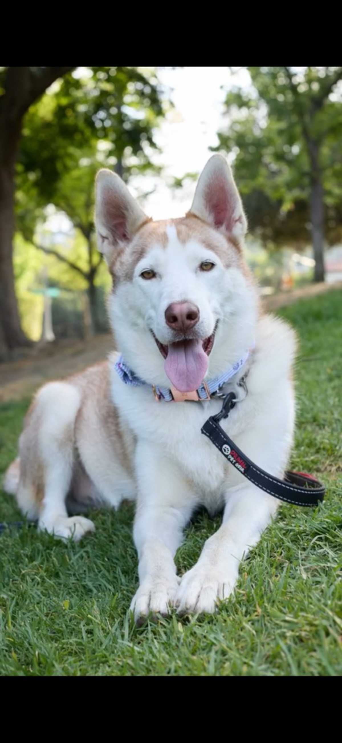 MARSHMELLOW - Alaskan Malamute available for adoption