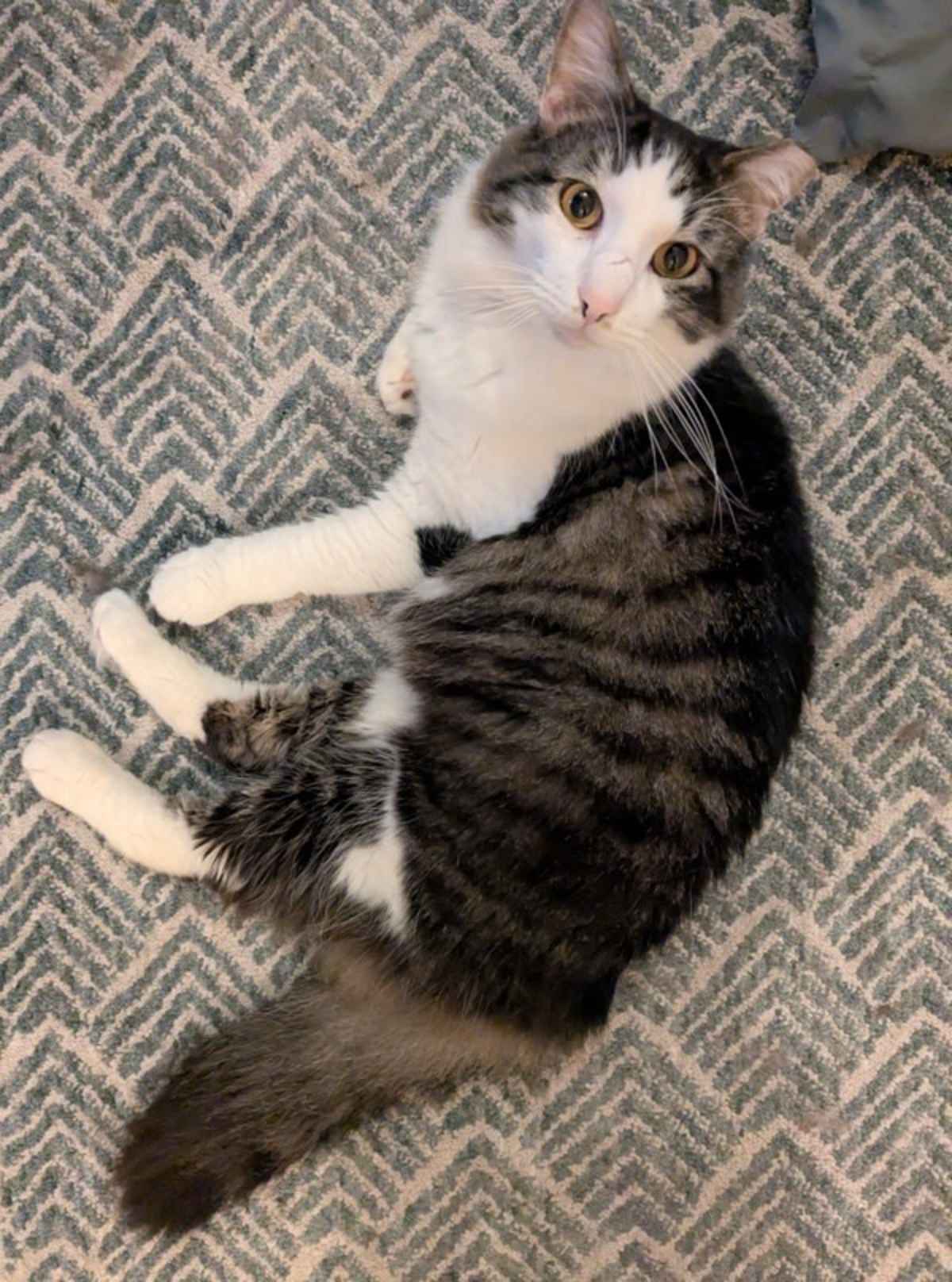 XANDER (IN FOSTER) - Domestic Longhair available for adoption