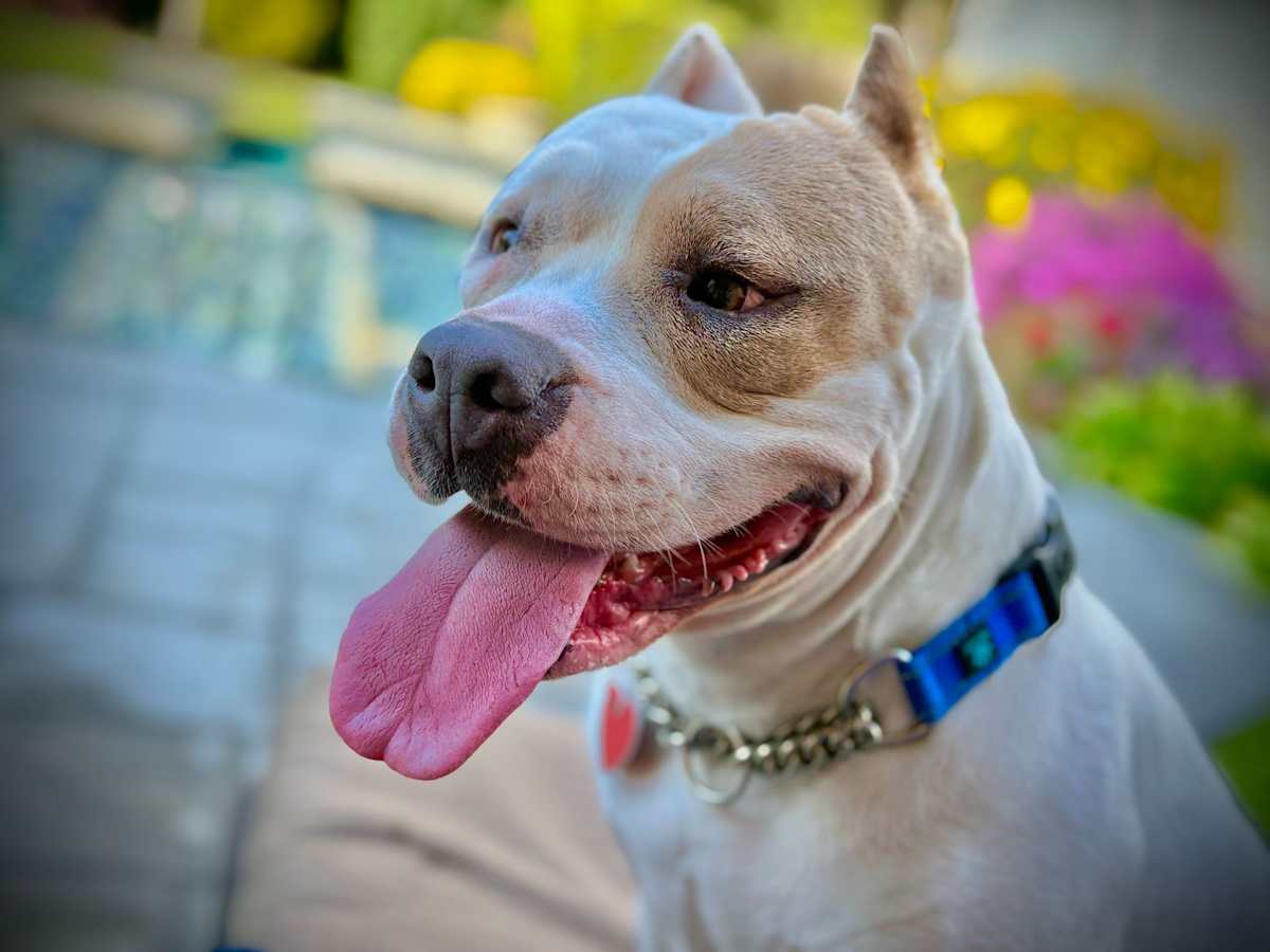 ANNIE - Pit Bull Terrier available for adoption