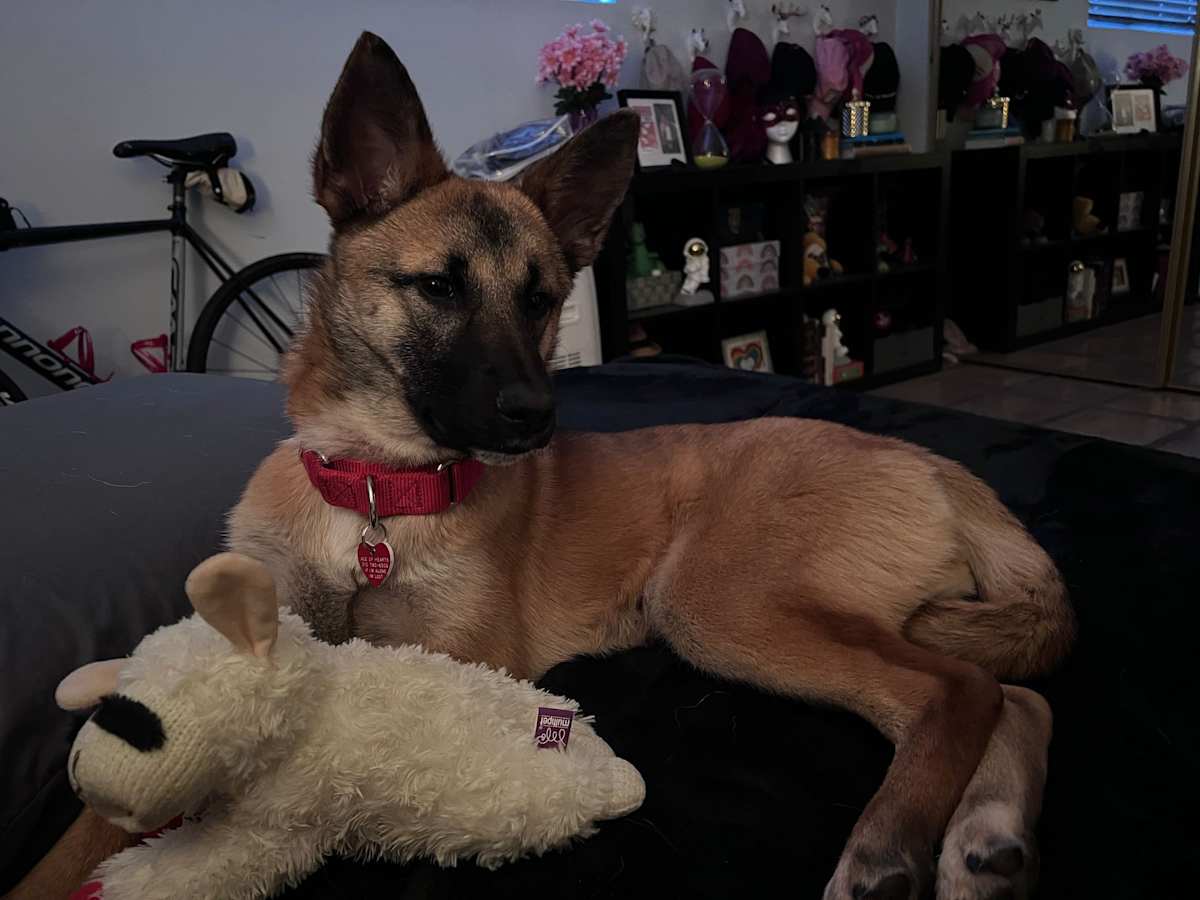 CECE - Labrador Retriever / Shepherd (Unknown Type) available for adoption