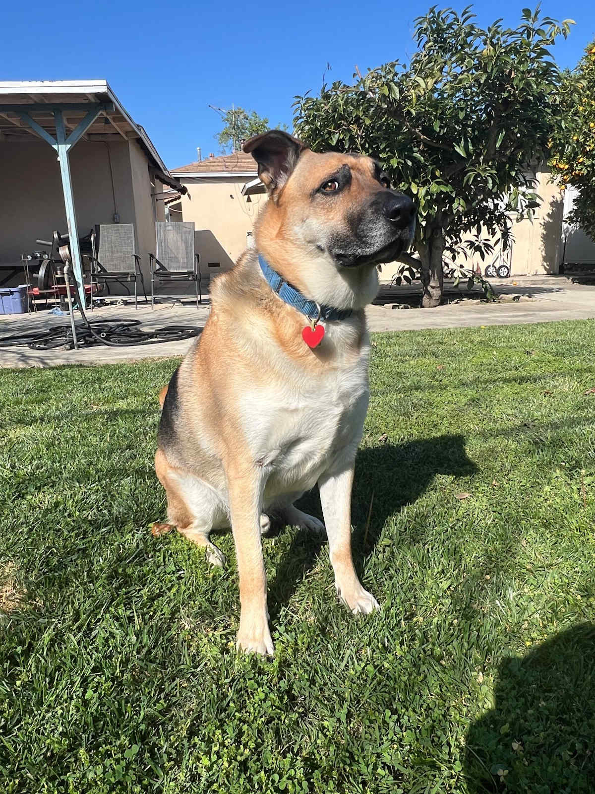 RAMBO - German Shepherd Dog available for adoption