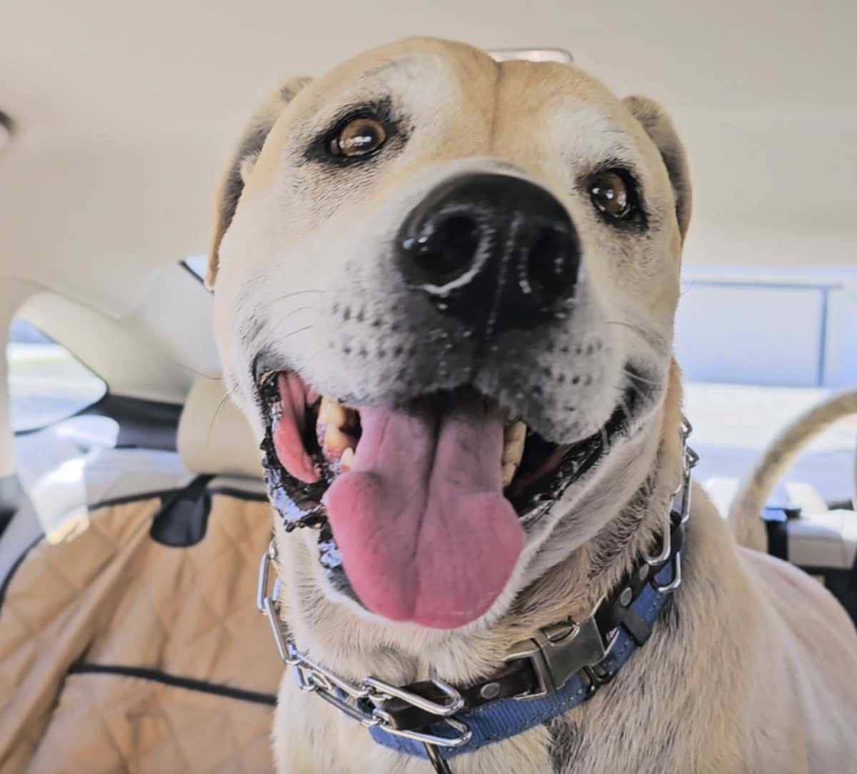 HAUS - Labrador Retriever / Boxer available for adoption