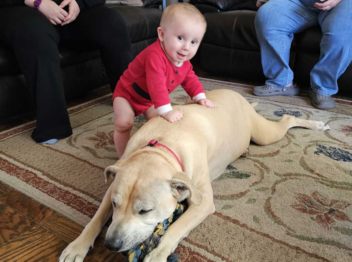 HAUS - Labrador Retriever / Boxer available for adoption