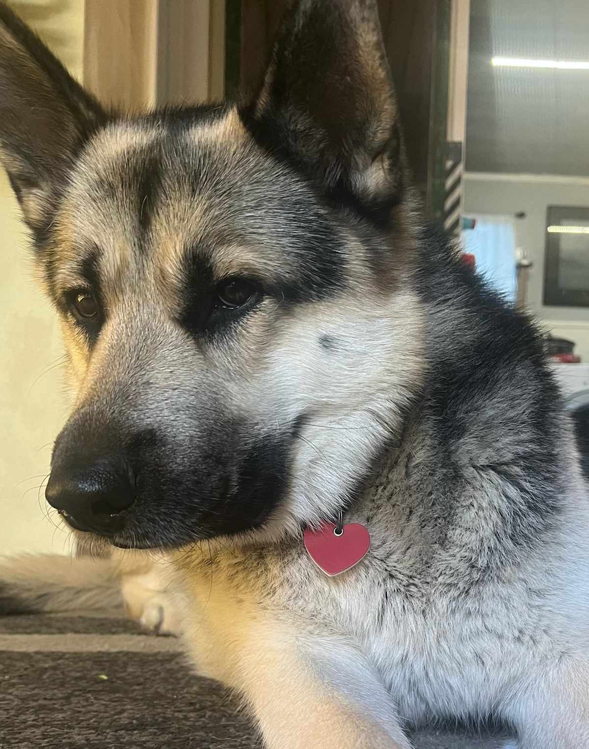 PONCHO - Husky / German Shepherd Dog available for adoption
