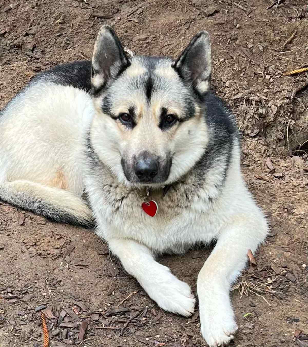 PONCHO - Husky / German Shepherd Dog available for adoption