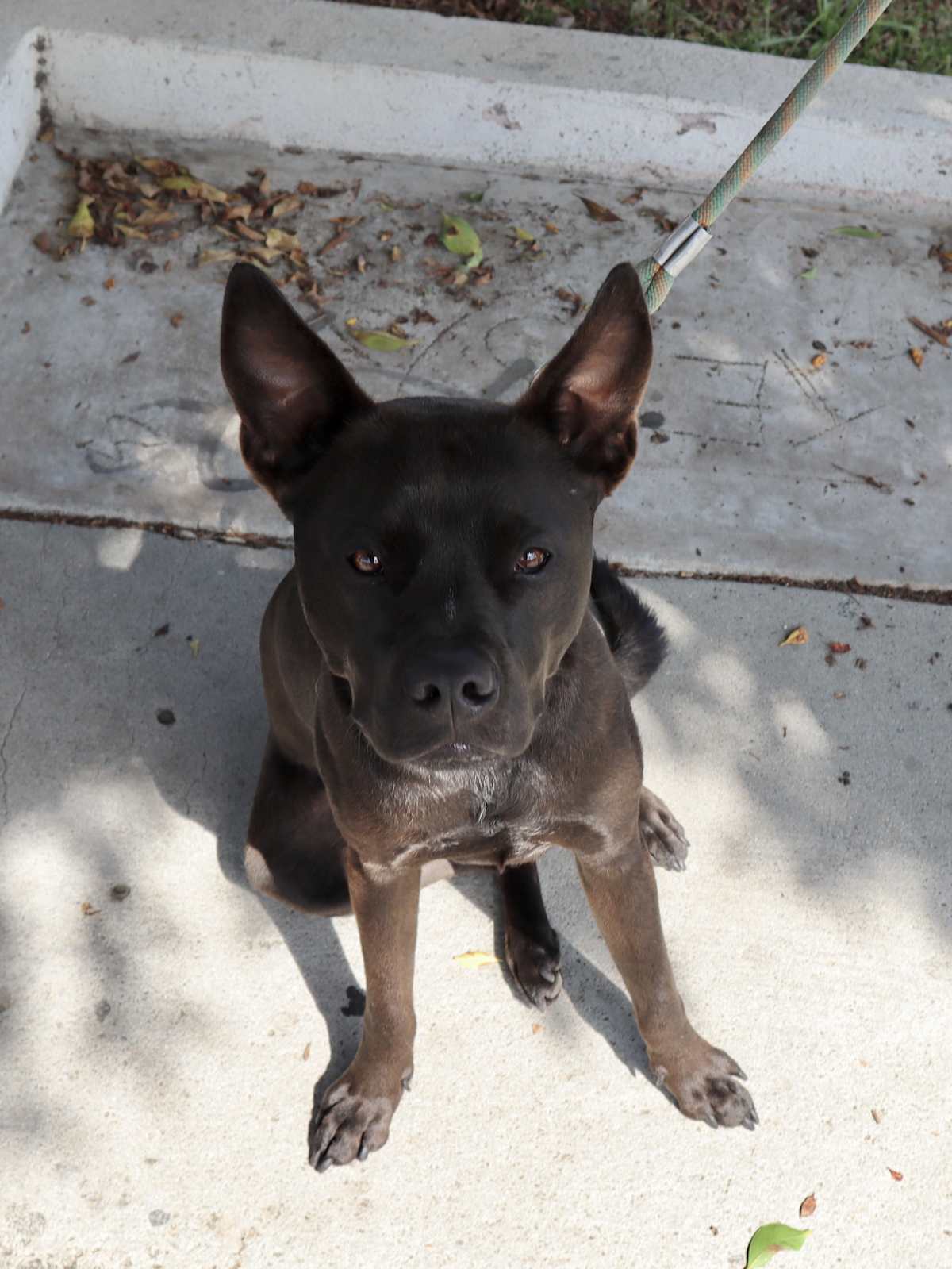 RAFFI - Labrador Retriever / Australian Cattle Dog available for adoption
