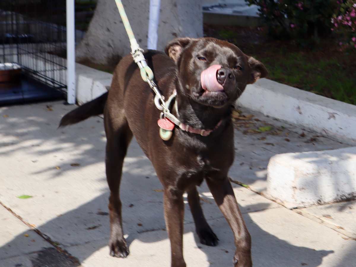RAFFI - Labrador Retriever / Australian Cattle Dog available for adoption
