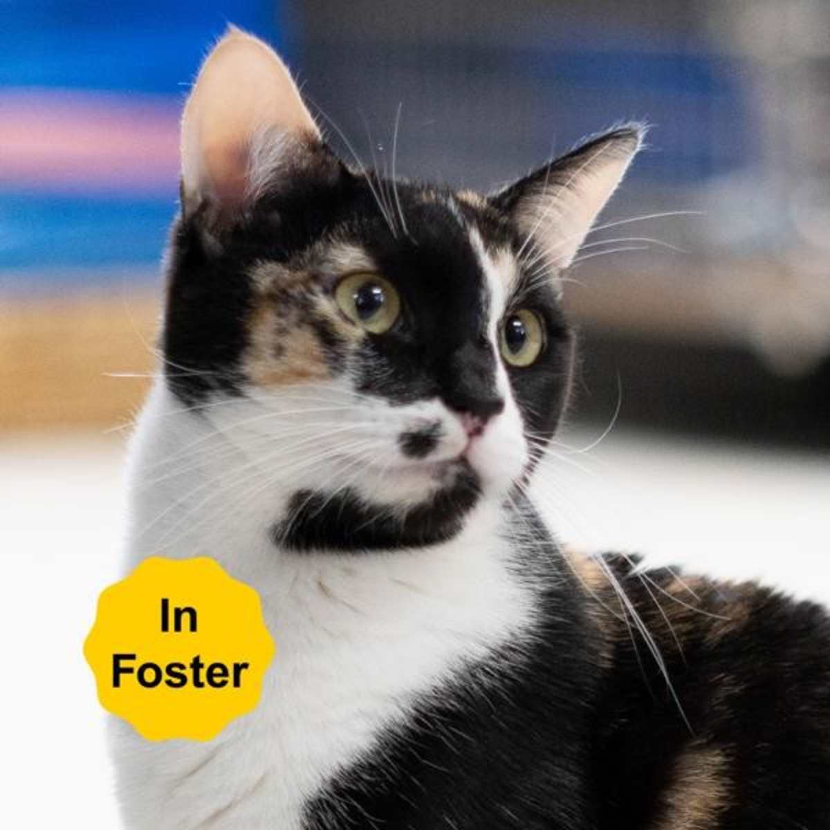 KOI - Domestic Shorthair available for adoption