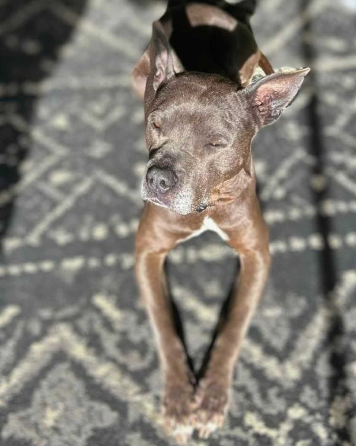 FREYA - American Pit Bull Terrier for adoption in Vallejo