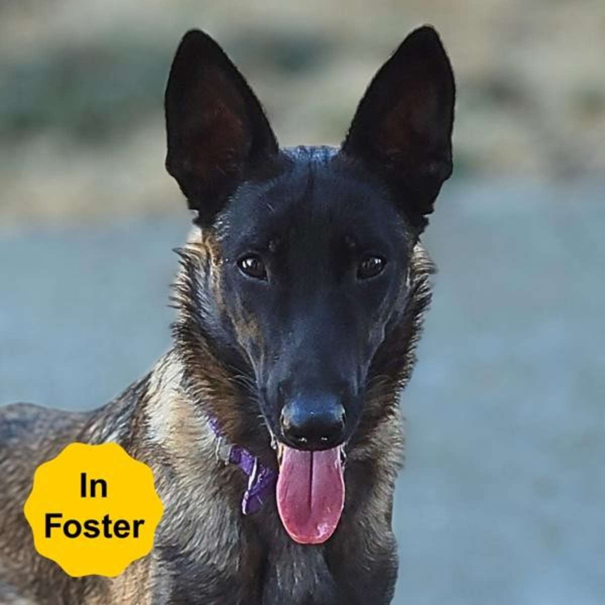 BORIS - Belgian Malinois for adoption in Vallejo