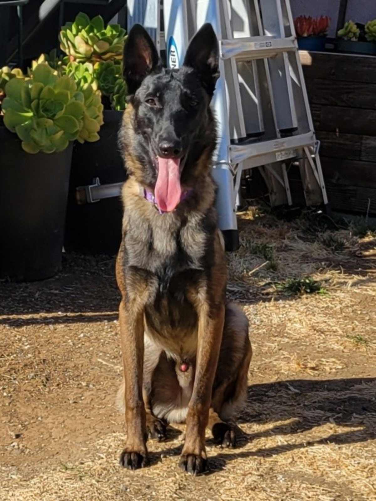 BORIS - Belgian Malinois available for adoption