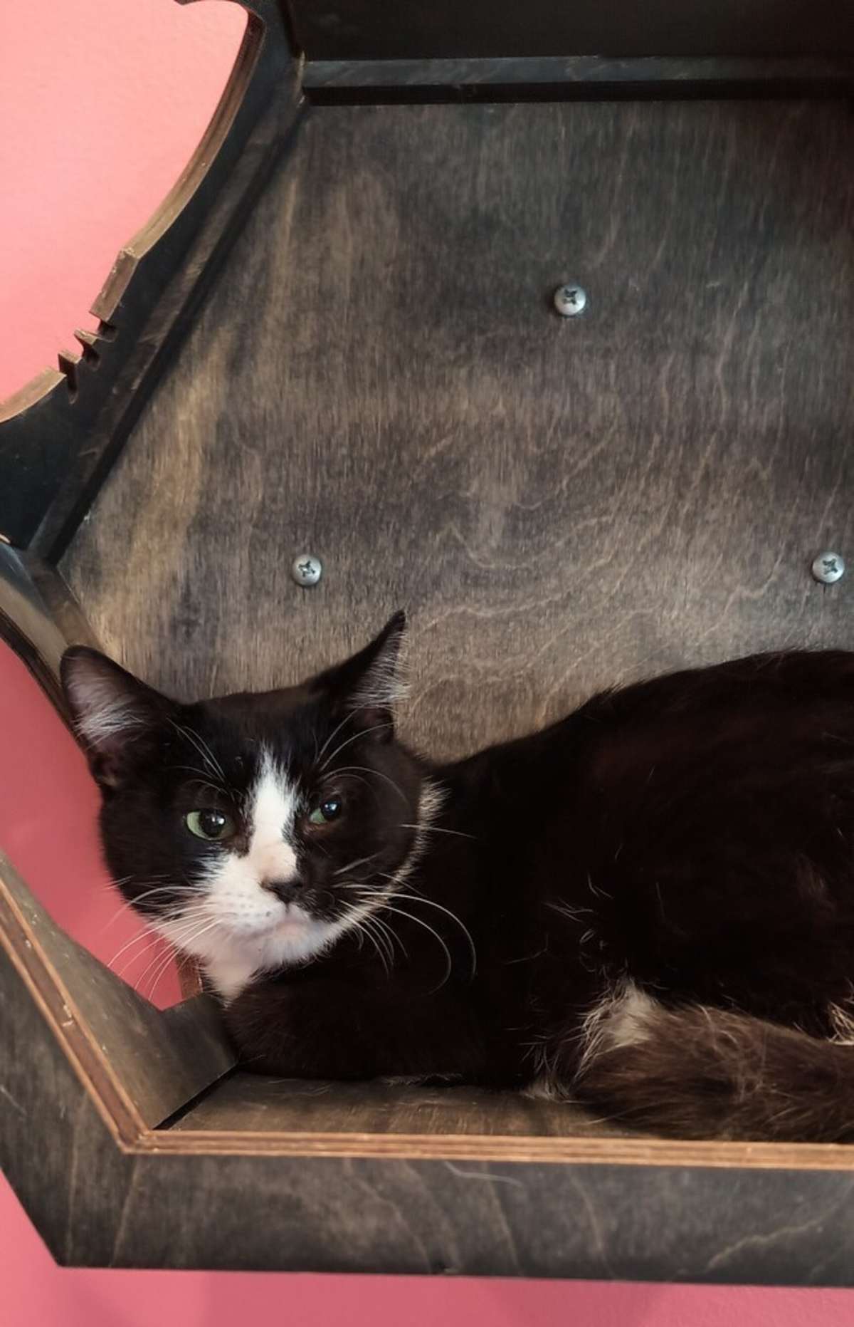 TEENIE BOP - Domestic Shorthair available for adoption