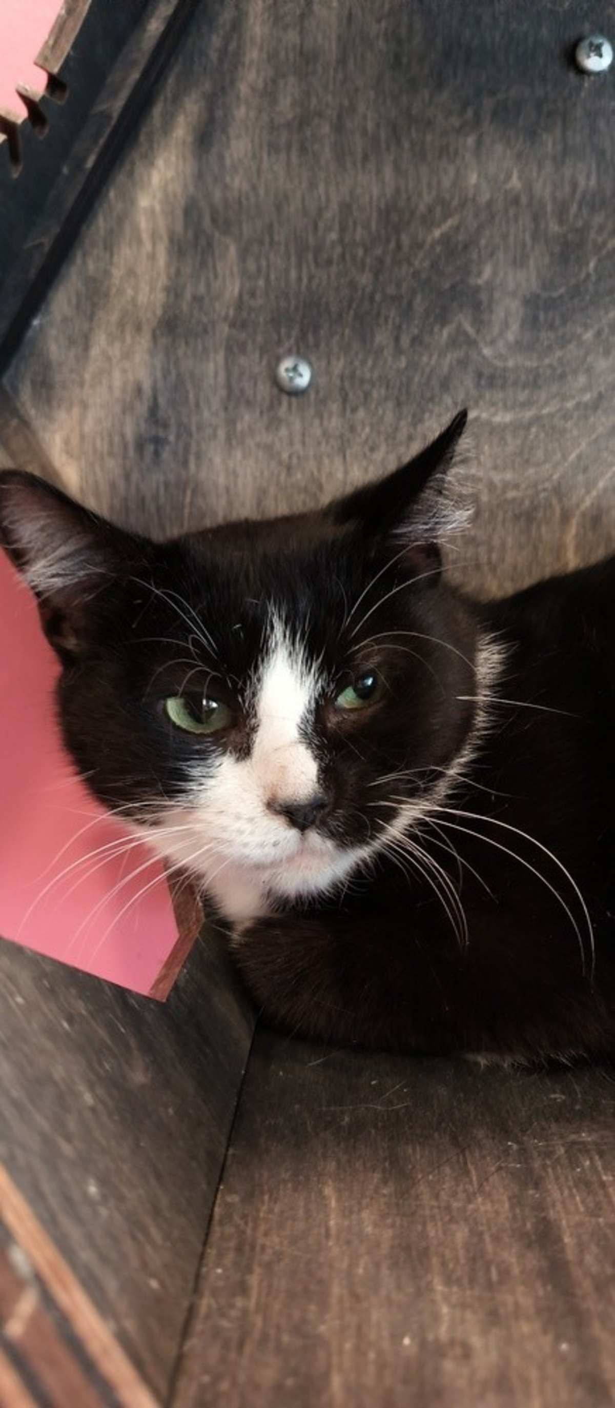 TEENIE BOP - Domestic Shorthair available for adoption