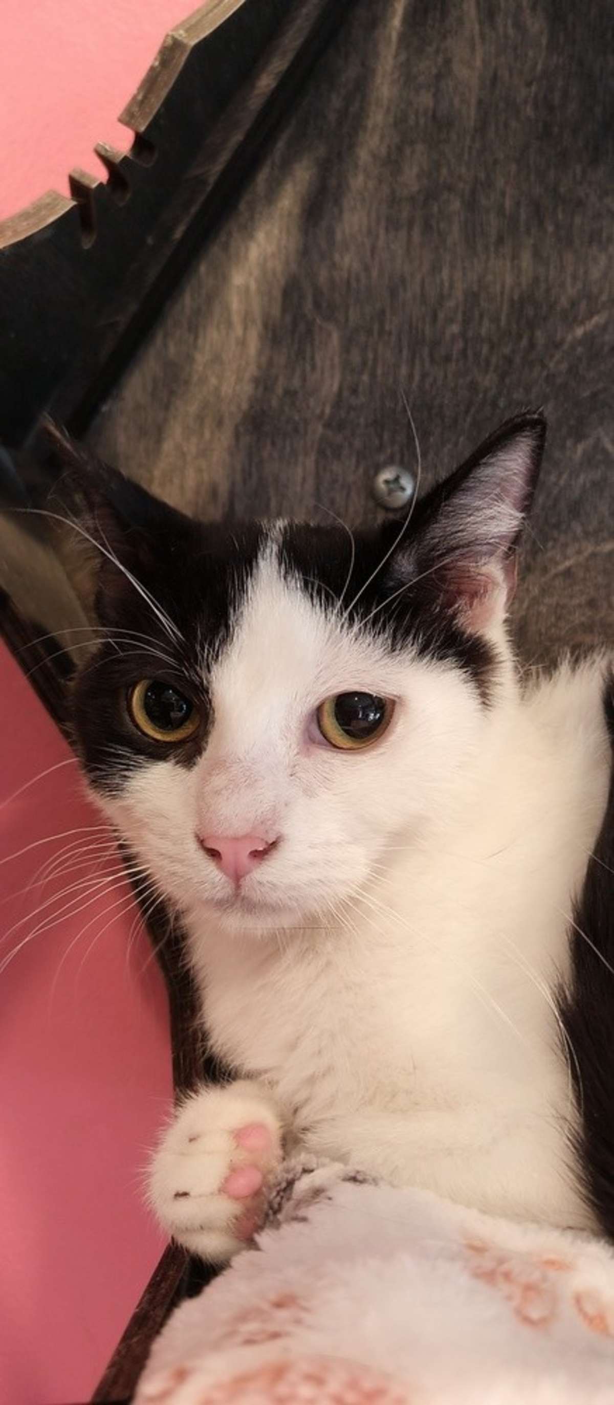 FIREBOLT - Domestic Shorthair available for adoption