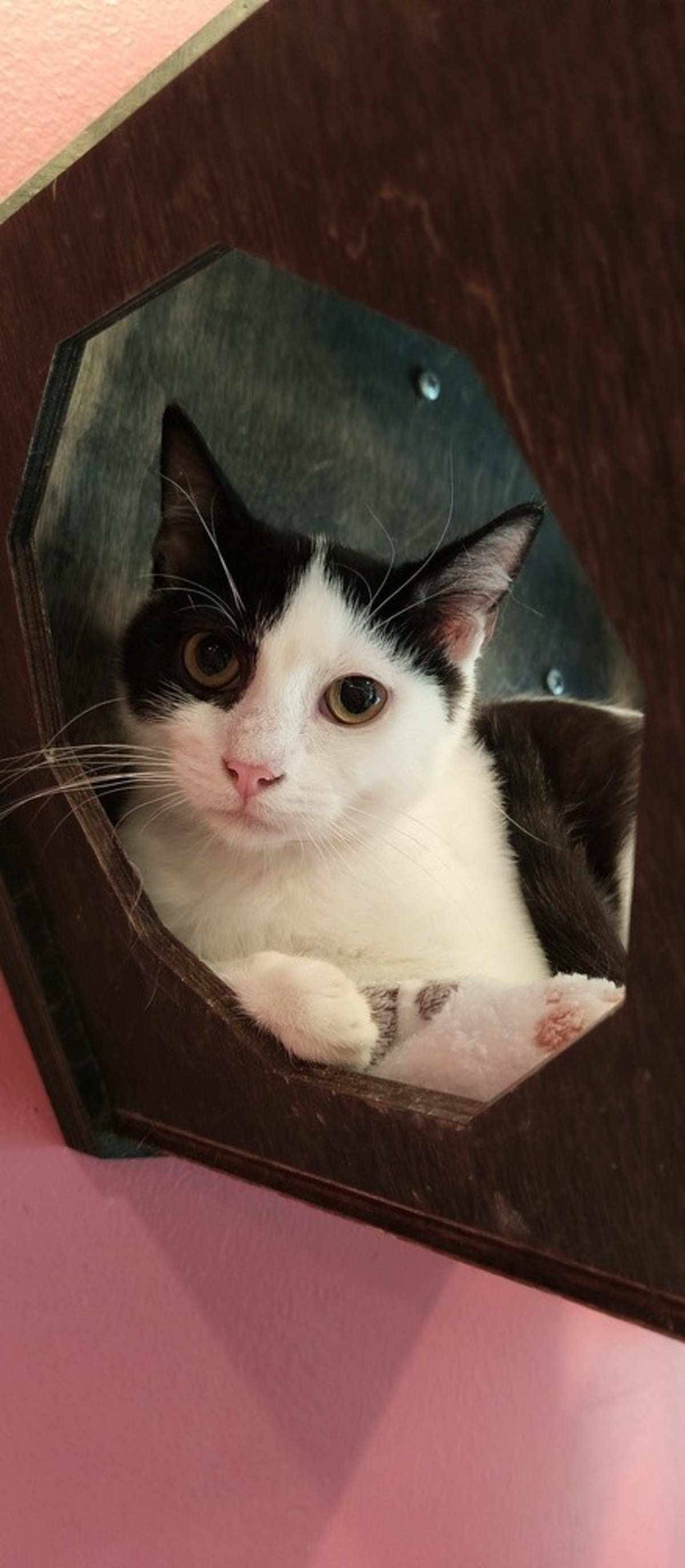 FIREBOLT - Domestic Shorthair available for adoption