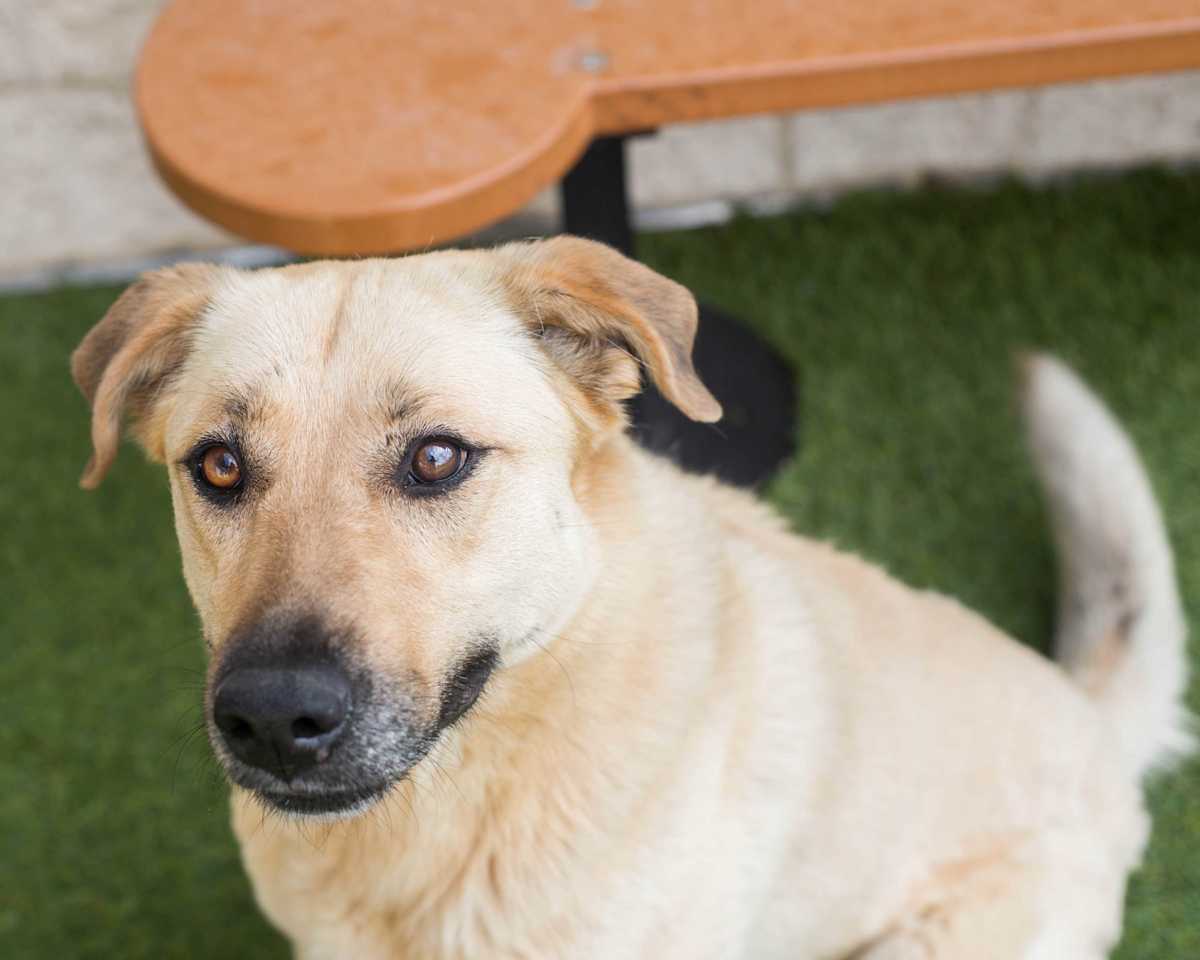 TOPSY - Labrador Retriever / German Shepherd Dog available for adoption