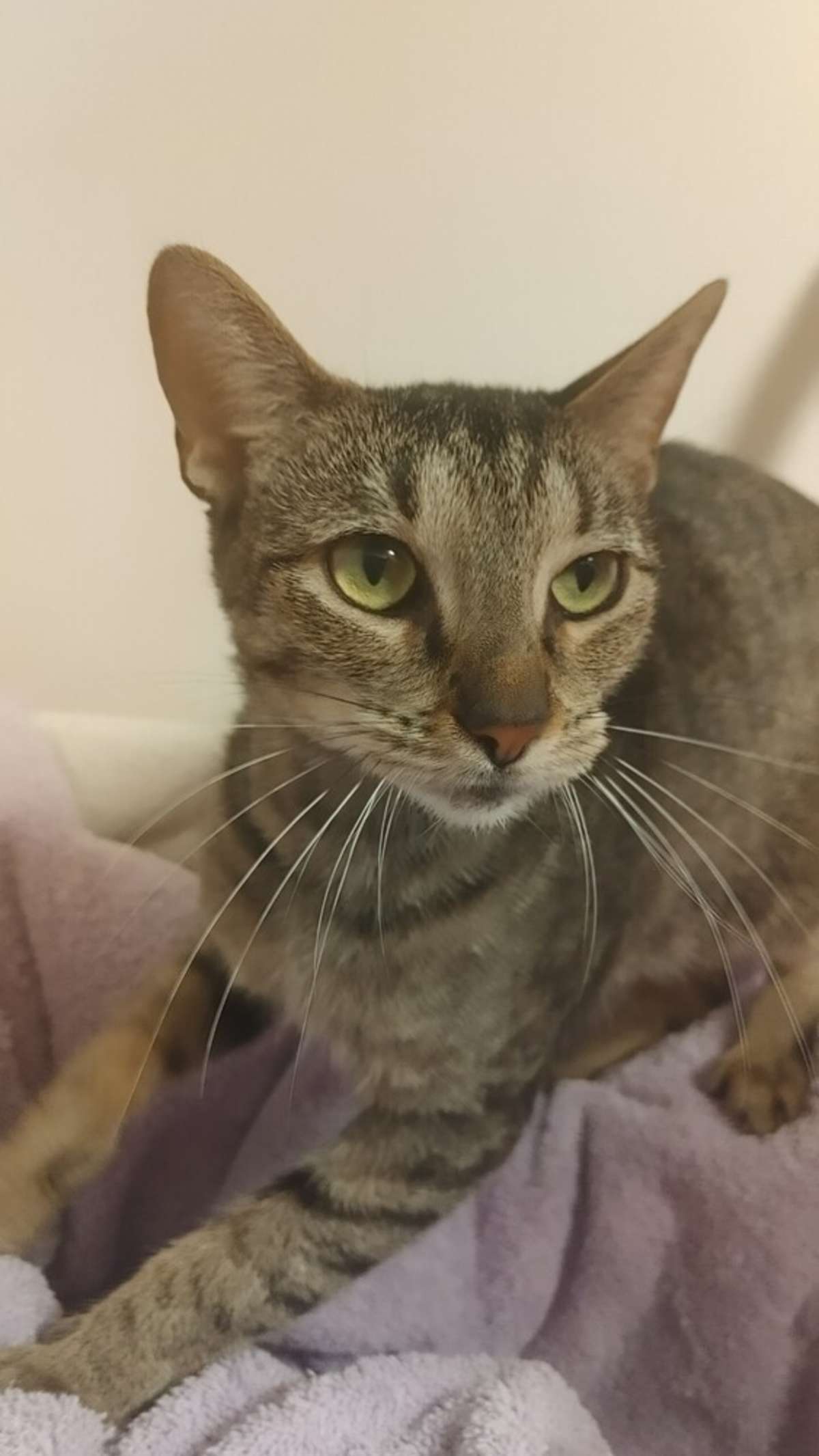 ZITHER - Domestic Shorthair available for adoption