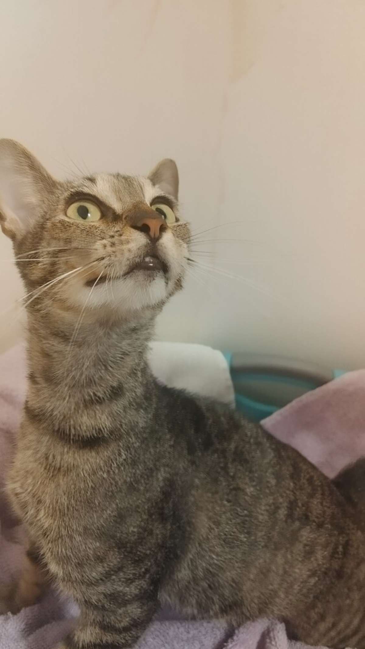ZITHER - Domestic Shorthair available for adoption