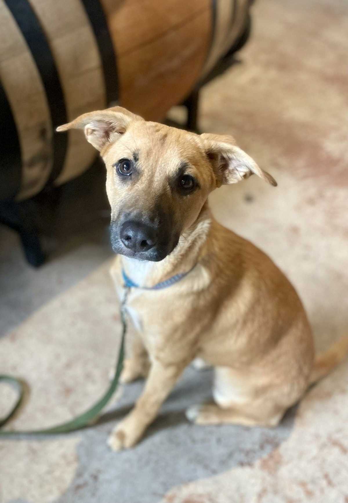 LULU - Shepherd (Unknown Type) / Black Mouth Cur available for adoption