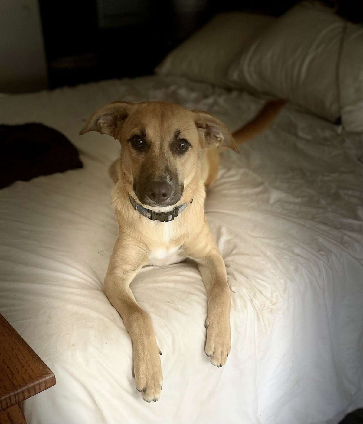 LULU - Shepherd (Unknown Type) / Black Mouth Cur available for adoption