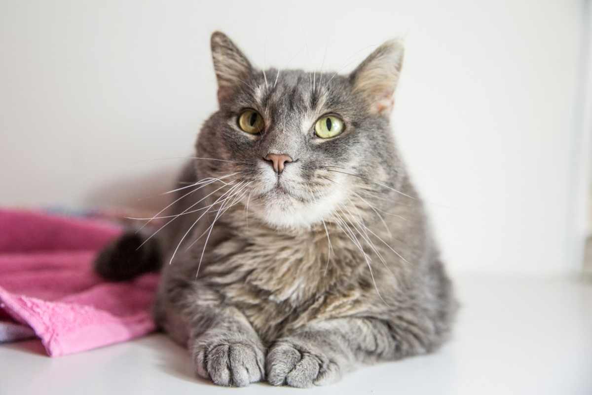 NAYLA - Domestic Shorthair available for adoption