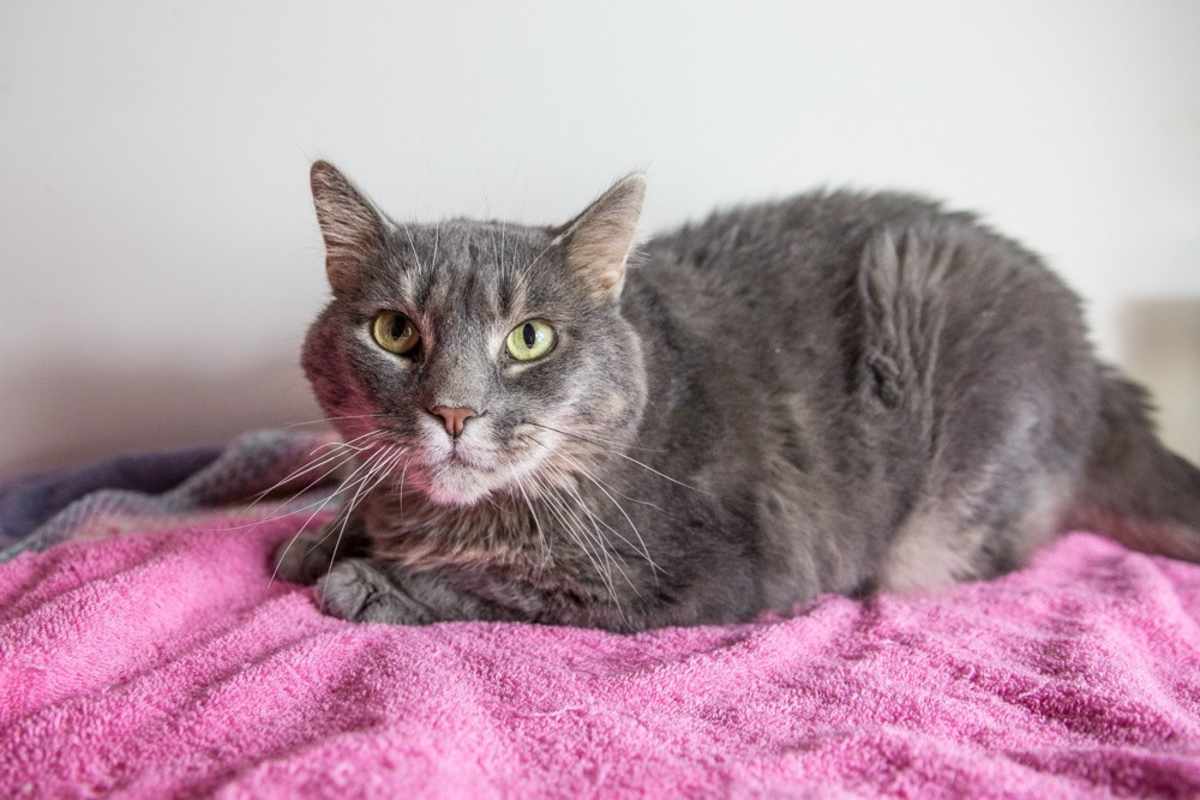 NAYLA - Domestic Shorthair available for adoption