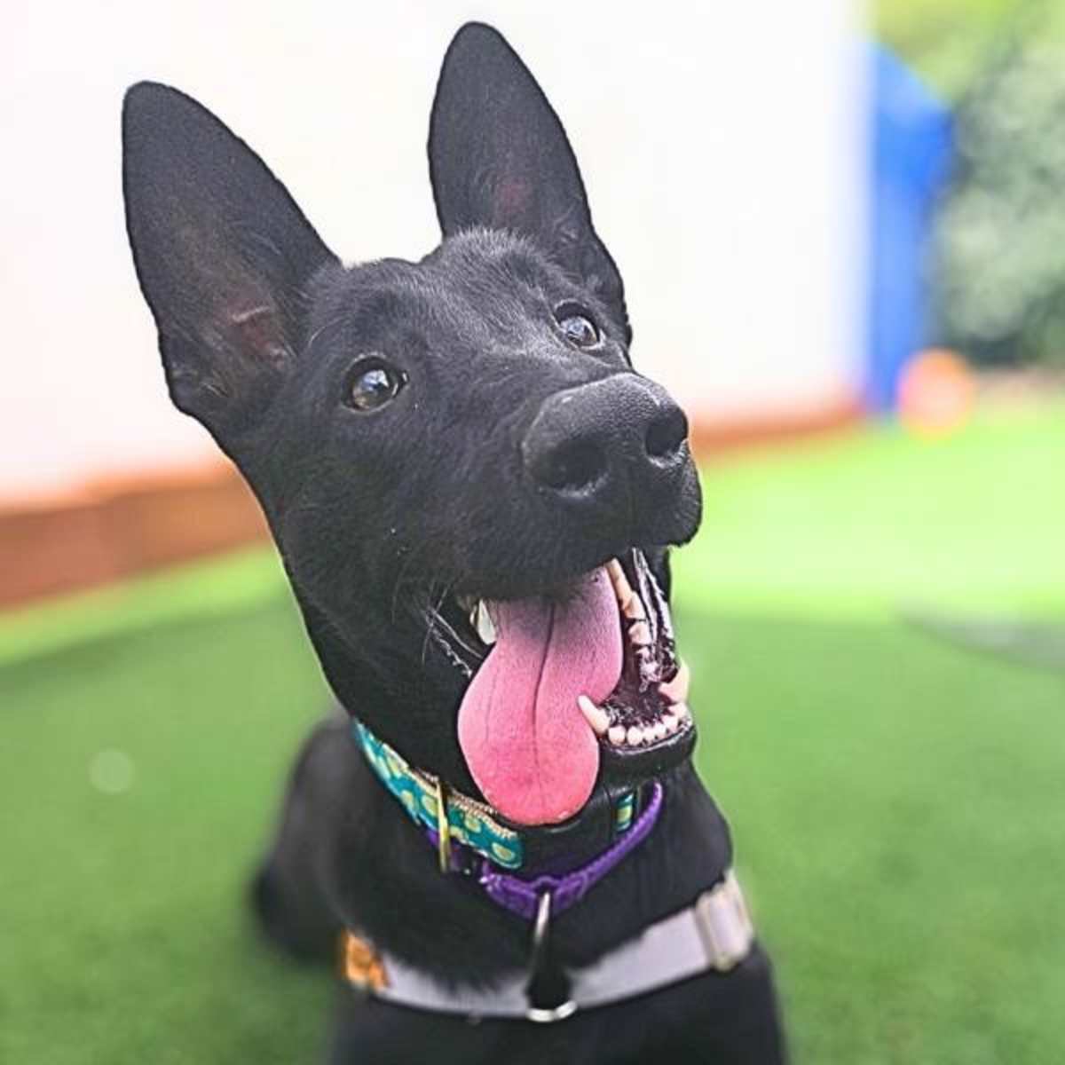KIVA - Shepherd (Unknown Type) for adoption in Vallejo