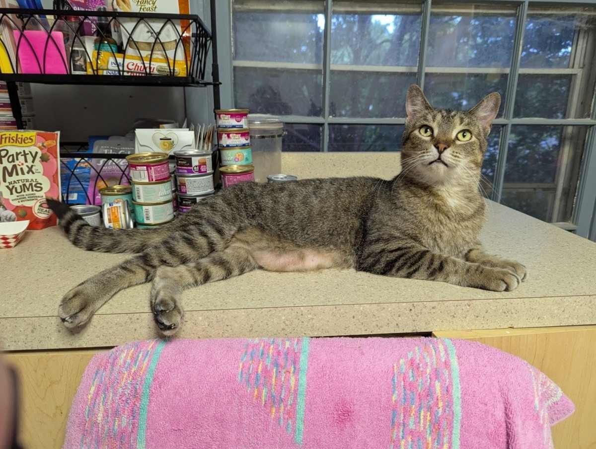 WINSTON STEVE - Domestic Shorthair available for adoption