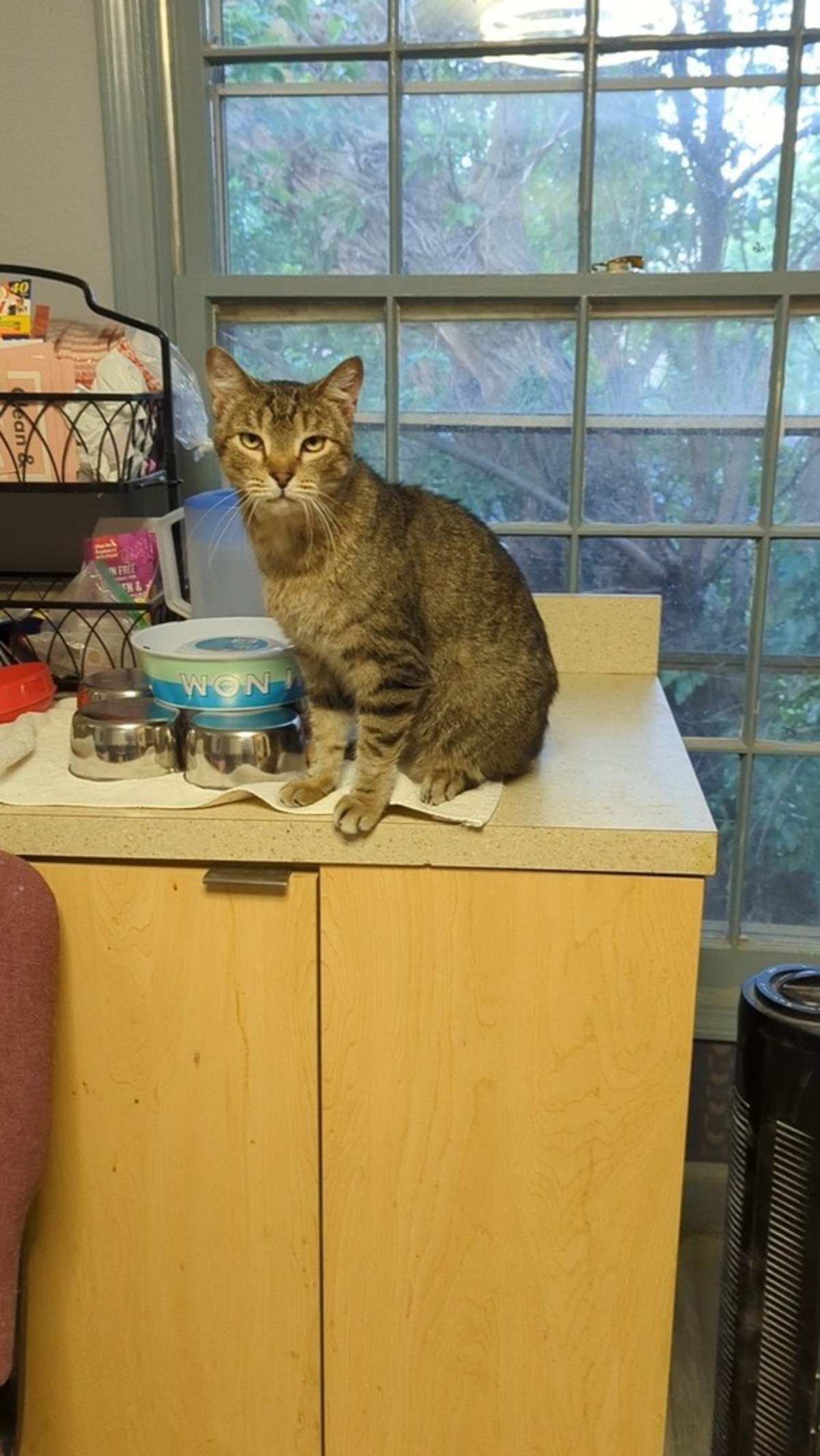 WINSTON STEVE - Domestic Shorthair available for adoption