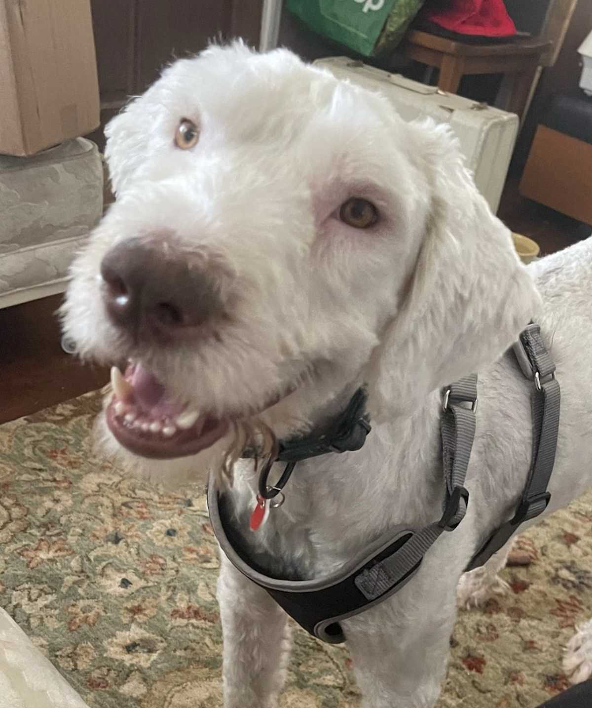 CHESTER - Sheepadoodle available for adoption