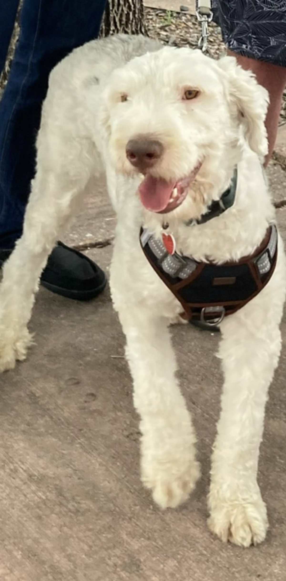 CHESTER - Sheepadoodle available for adoption
