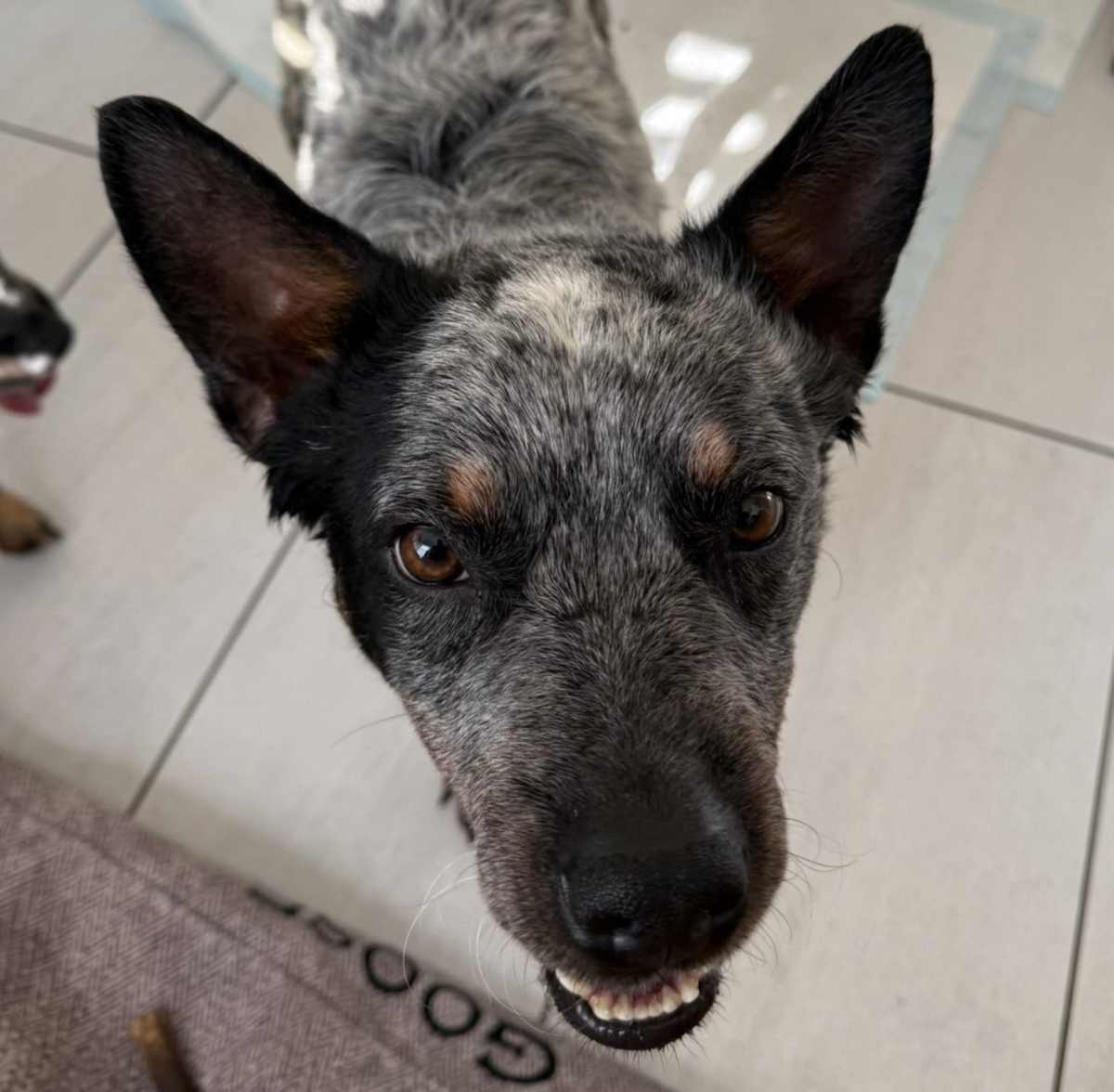 DALE - Blue Heeler / Australian Cattle Dog available for adoption