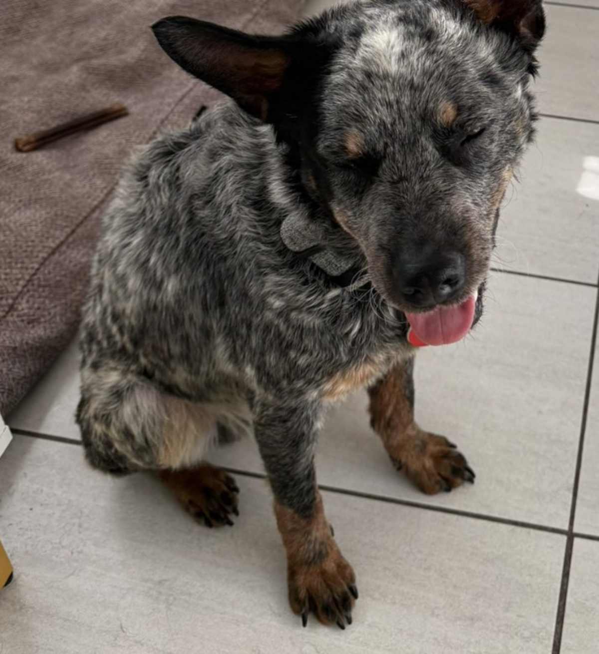 DALE - Blue Heeler / Australian Cattle Dog available for adoption