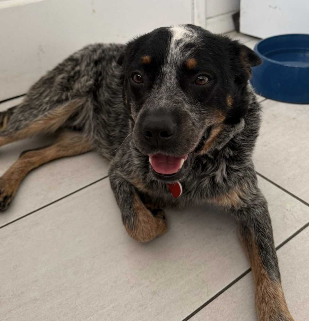 CHIP - Blue Heeler / Australian Cattle Dog available for adoption