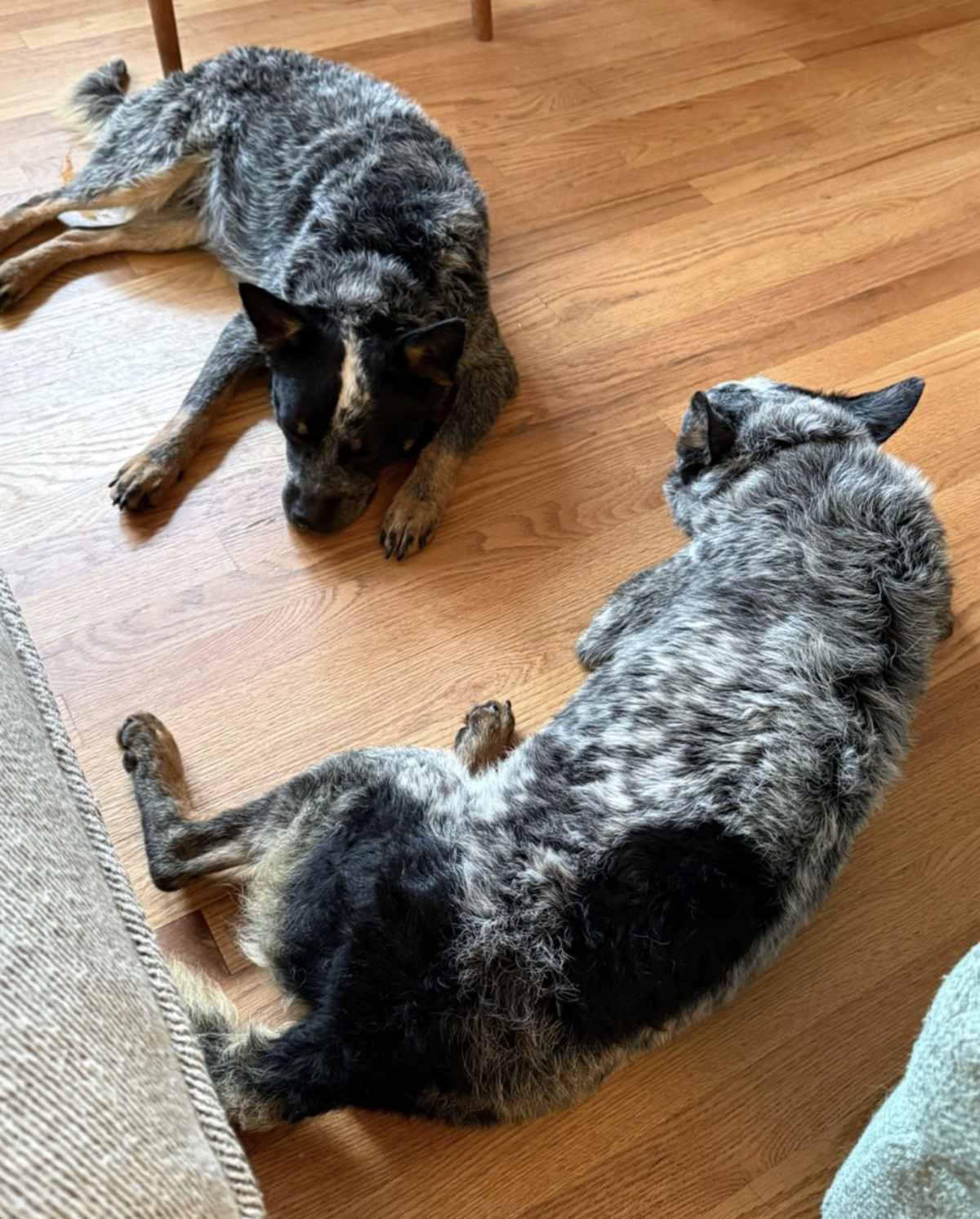 CHIP - Blue Heeler / Australian Cattle Dog available for adoption