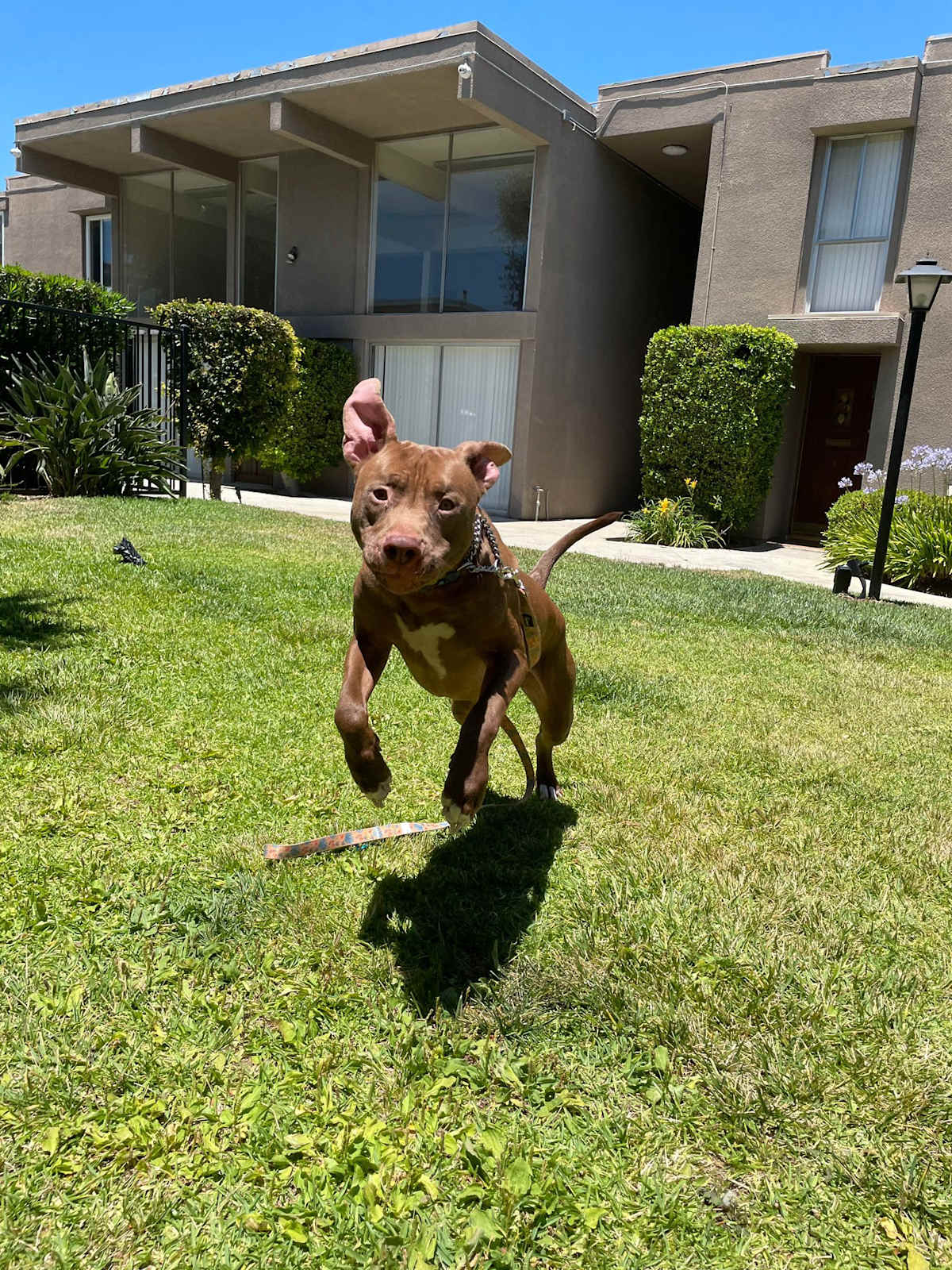 TIGER - Staffordshire Bull Terrier / Labrador Retriever available for adoption