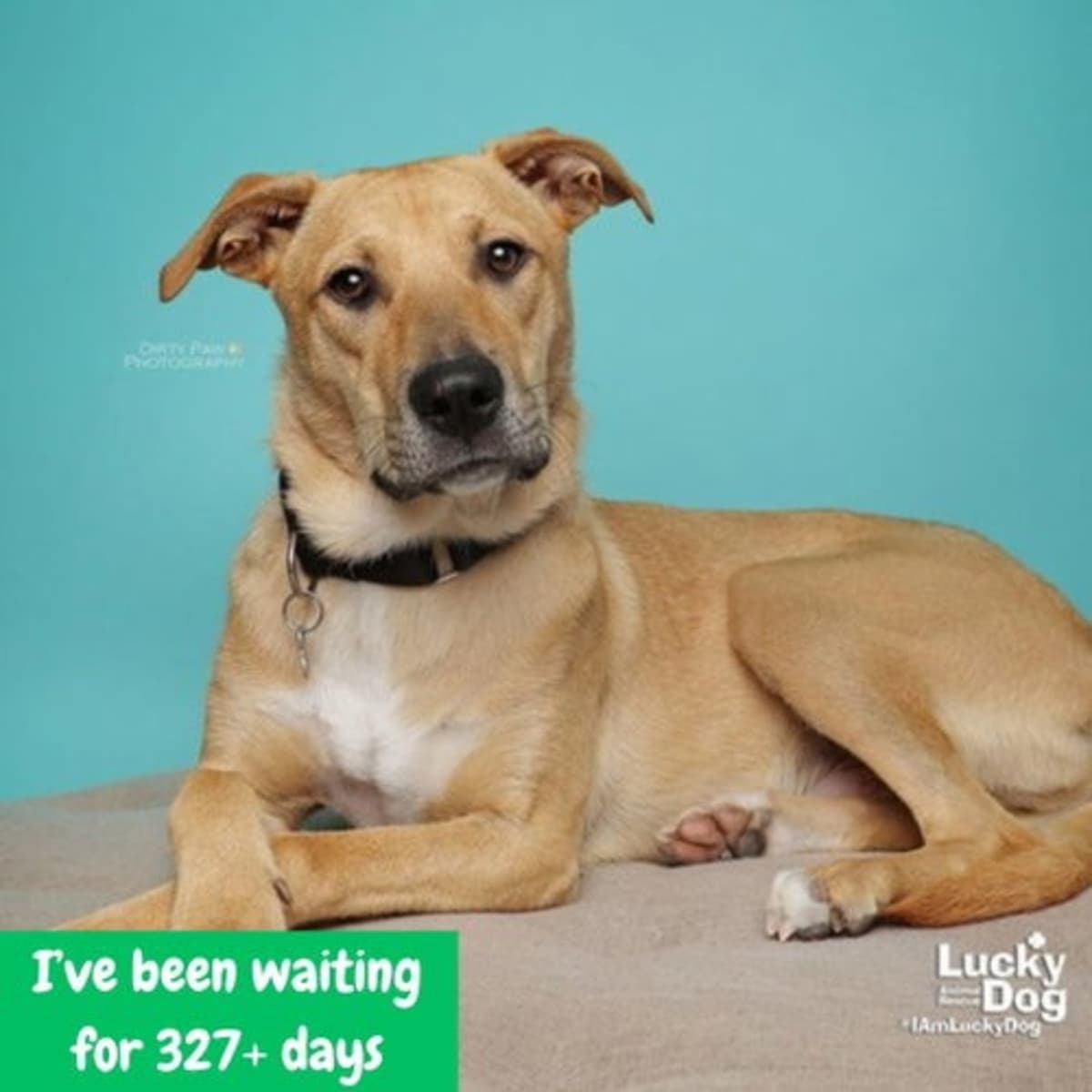 LUCA - Shepherd (Unknown Type) / Terrier (Unknown Type, Medium) available for adoption