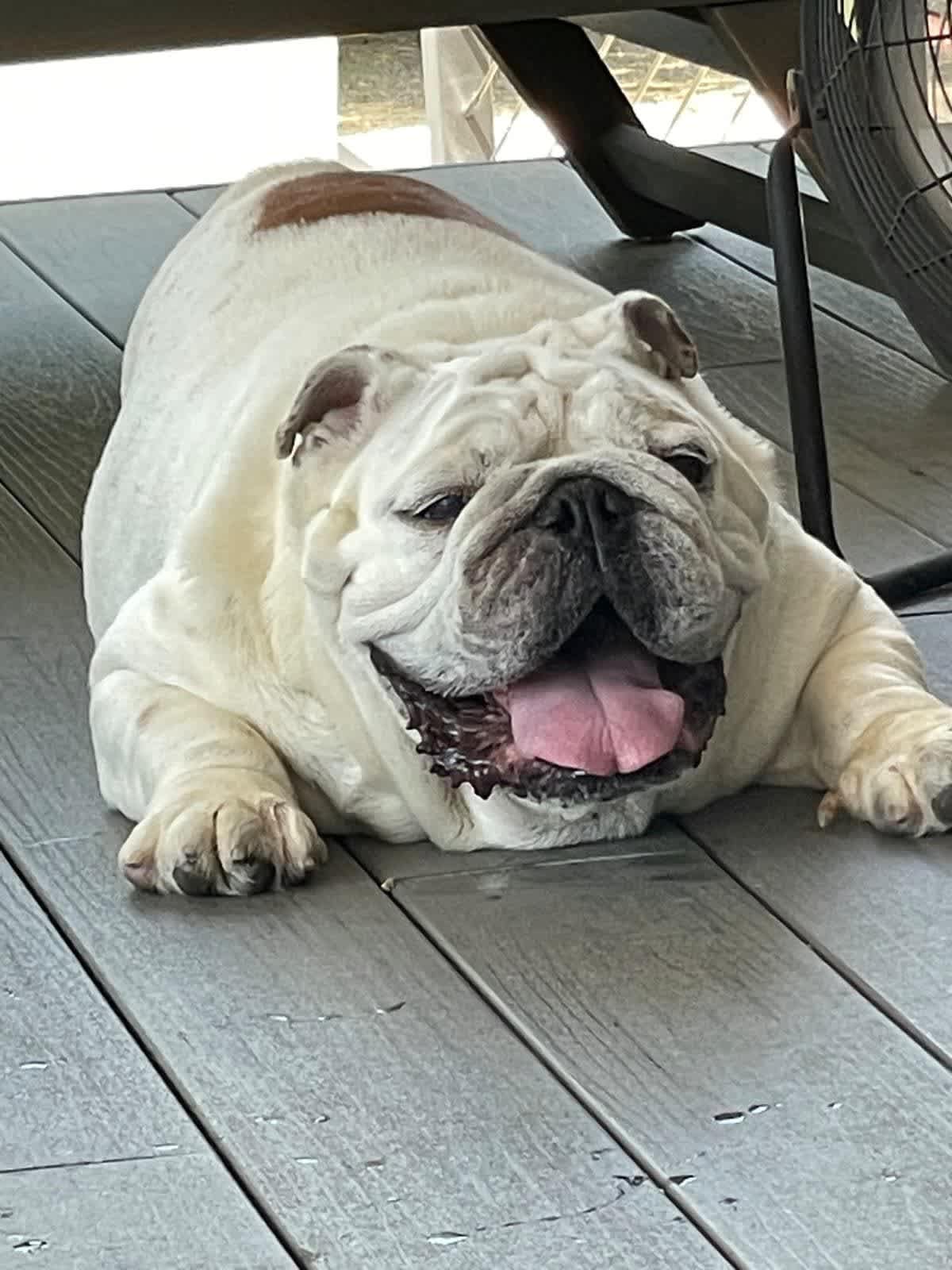 HERCULES - English Bulldog available for adoption