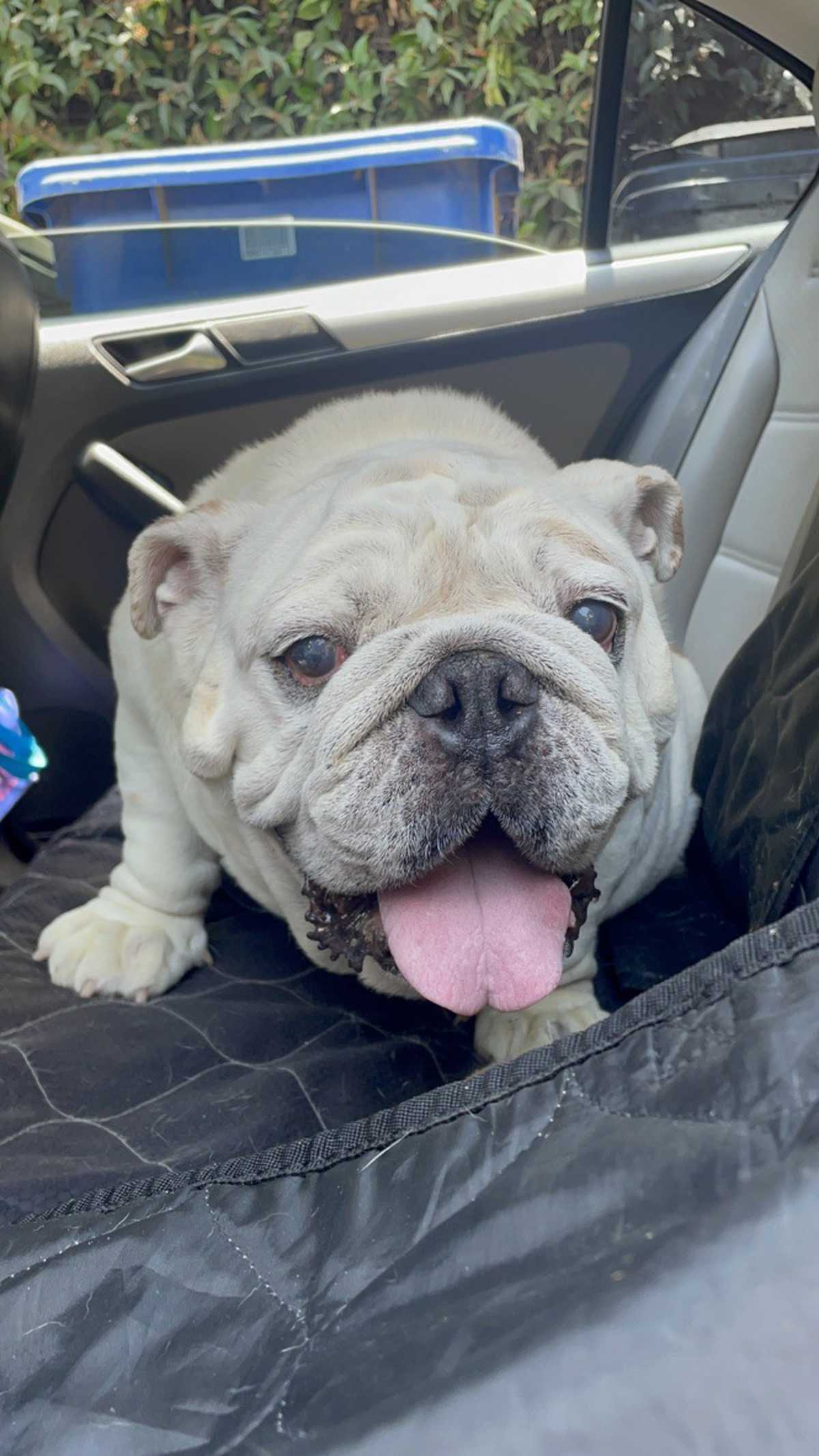 HERCULES - English Bulldog available for adoption