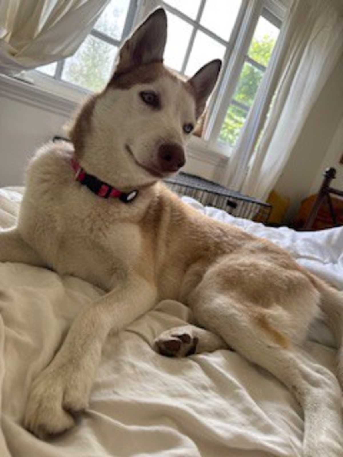 MIA CP - Husky available for adoption