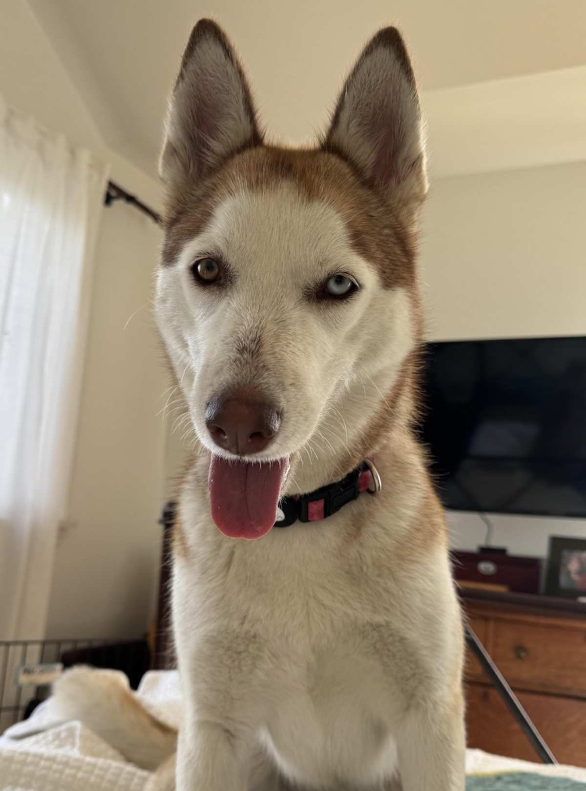 MIA CP - Husky available for adoption