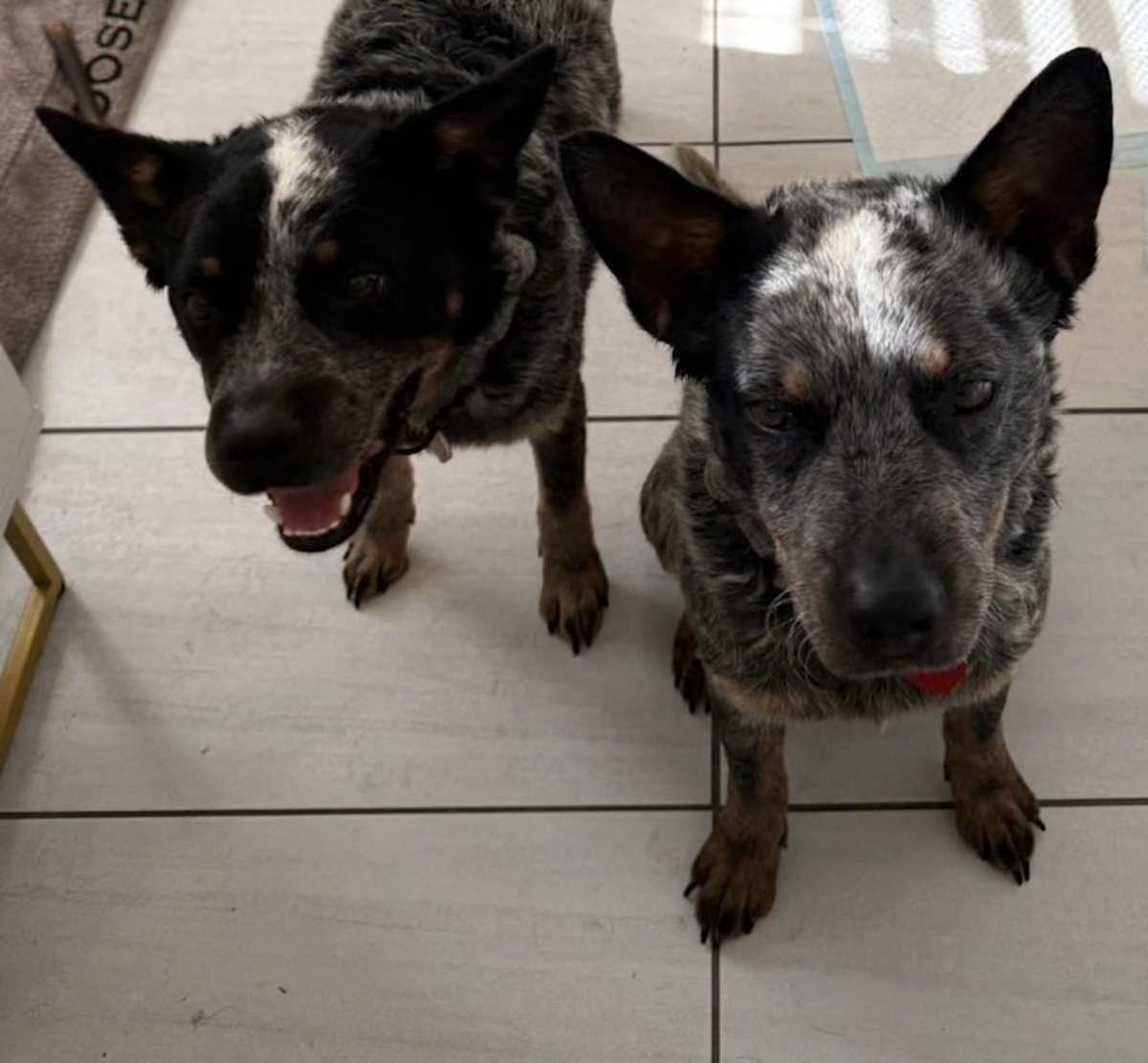 CHIP AND DALE - Blue Heeler available for adoption