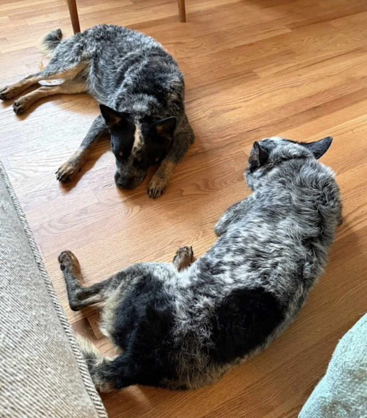 CHIP AND DALE - Blue Heeler available for adoption