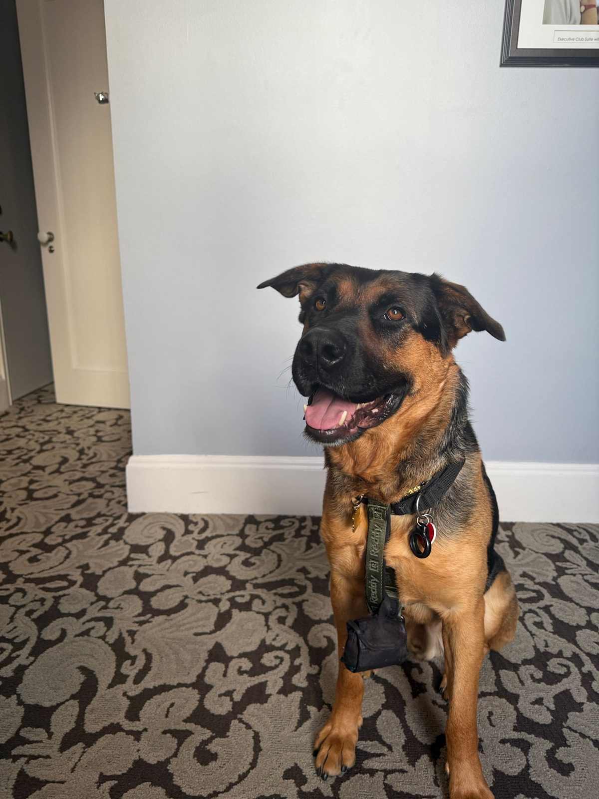 MOOSE - Shepherd (Unknown Type) / Labrador Retriever available for adoption