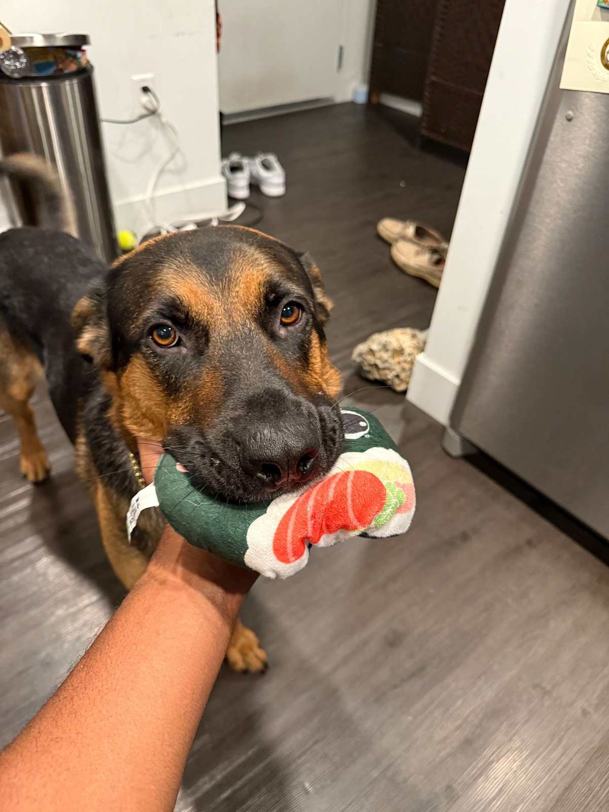 MOOSE - Shepherd (Unknown Type) / Labrador Retriever available for adoption