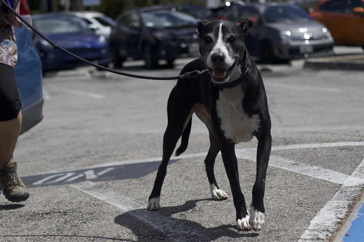 SPIDER - American Bulldog / Labrador Retriever available for adoption