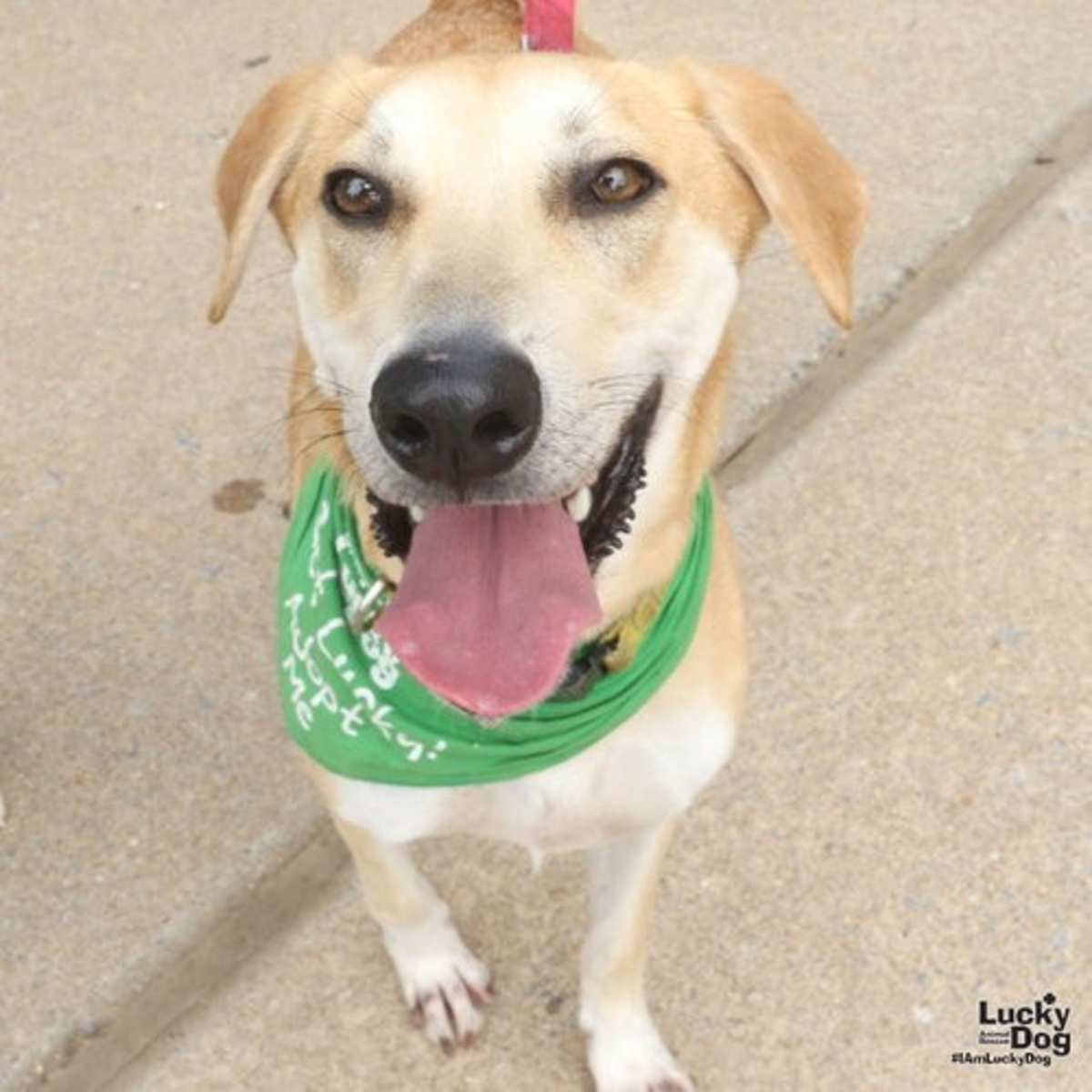 JARED - Labrador Retriever / Shepherd (Unknown Type) available for adoption