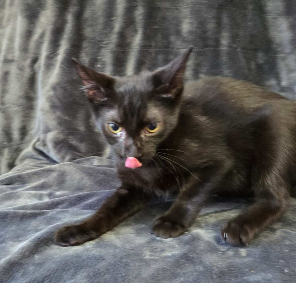 STEVE - Domestic Shorthair available for adoption