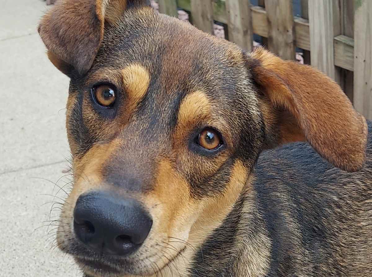 ARIES - Shepherd (Unknown Type) / Husky for adoption in Aurora
